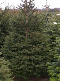 Leigh Sinton Christmas Trees 256012 Image 7